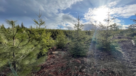 Recreational Land for Sale in Clearwater County, Idaho - image 14
