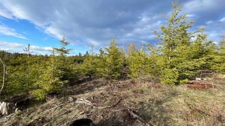Buildable Land for Sale in Orofino, Idaho - image 4