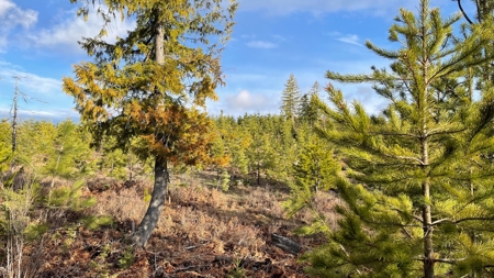 Buildable Land for Sale in Orofino, Idaho - image 19