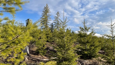 Buildable Land for Sale in Orofino, Idaho - image 20