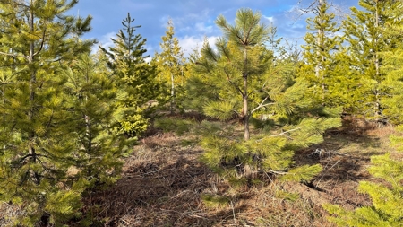 Buildable Land for Sale in Orofino, Idaho - image 15