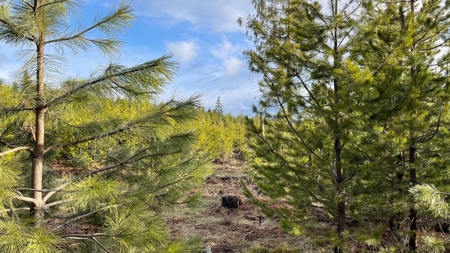Buildable Land for Sale in Orofino, Idaho - image 17