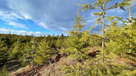 Buildable Land for Sale in Orofino, Idaho - image 8