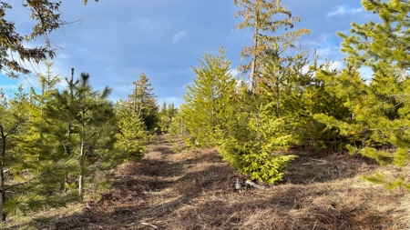 Buildable Land for Sale in Orofino, Idaho - image 14