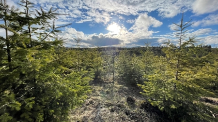 Buildable Land for Sale in Orofino, Idaho - image 2