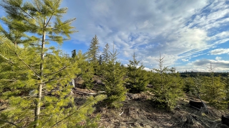 Buildable Land for Sale in Orofino, Idaho - image 1