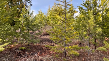 Buildable Land for Sale in Orofino, Idaho - image 18