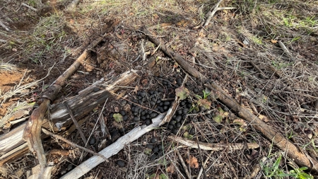 Buildable Land for Sale in Orofino, Idaho - image 6