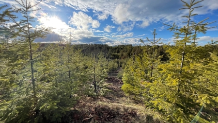 Buildable Land for Sale in Orofino, Idaho - image 7