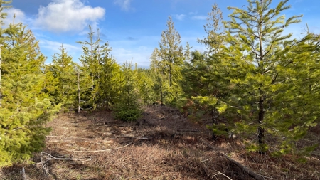 Buildable Land for Sale in Orofino, Idaho - image 16