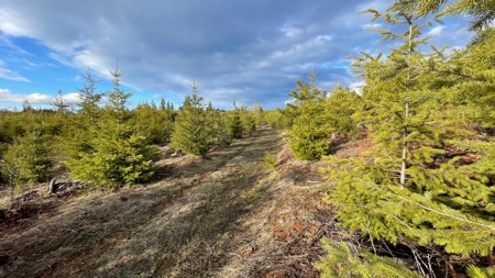 Buildable Land for Sale in Orofino, Idaho - image 9