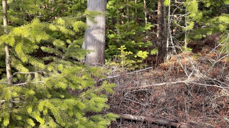 Buildable Land for Sale in Orofino, Idaho - image 13