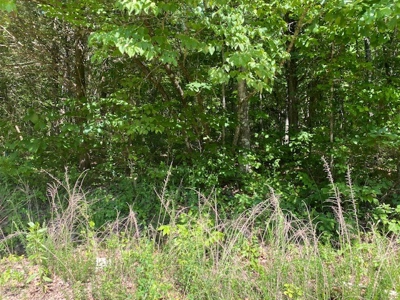 80 Acres Land For Sale Near Buffalo River Newton County - image 3
