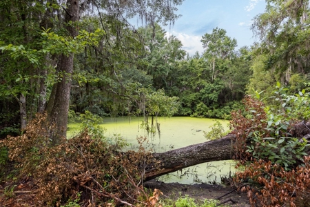 Timber Tract - Alachua Florida- Alachua County Florida - image 18