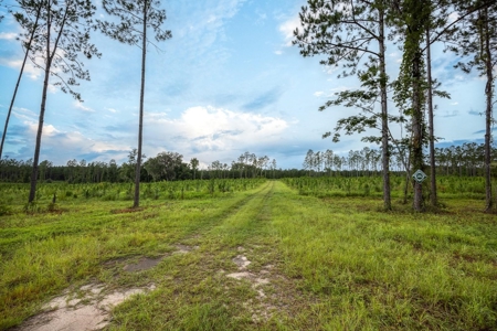 Timber Tract - Alachua Florida- Alachua County Florida - image 12