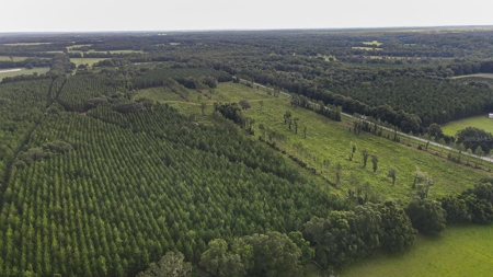 Timber Tract - Alachua Florida- Alachua County Florida - image 2