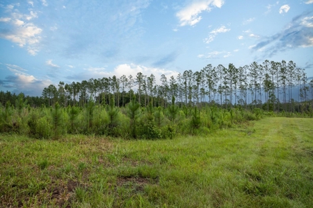 Timber Tract - Alachua Florida- Alachua County Florida - image 17