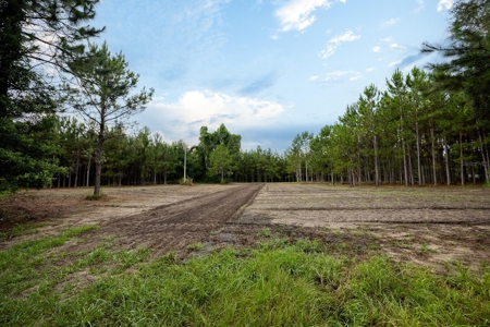 Timber Tract - Alachua Florida- Alachua County Florida - image 19