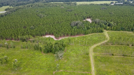Timber Tract - Alachua Florida- Alachua County Florida - image 9