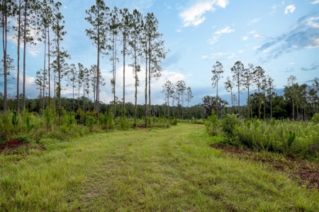 Timber Tract - Alachua Florida- Alachua County Florida - image 16