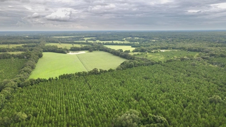 Timber Tract - Alachua Florida- Alachua County Florida - image 10