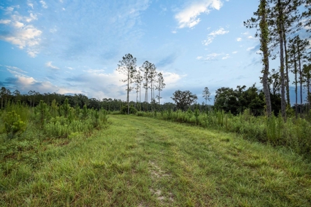 Timber Tract - Alachua Florida- Alachua County Florida - image 15