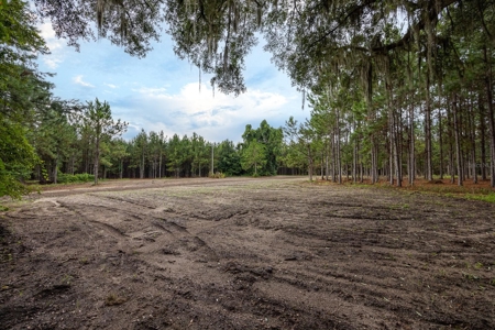 Timber Tract - Alachua Florida- Alachua County Florida - image 20