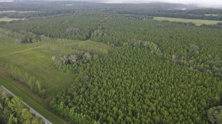 Timber Tract - Alachua Florida- Alachua County Florida - image 7