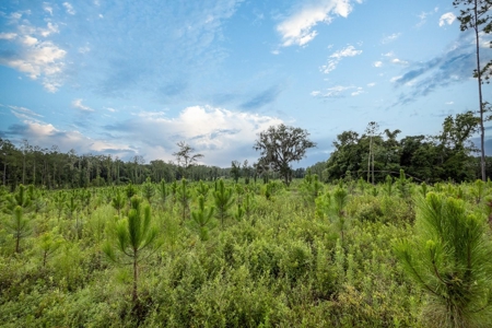 Timber Tract - Alachua Florida- Alachua County Florida - image 14