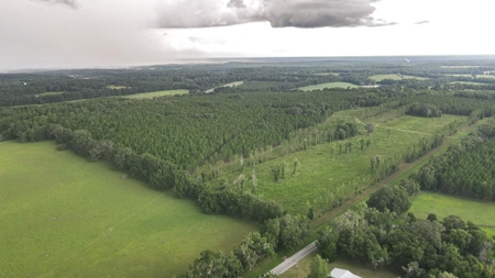 Timber Tract - Alachua Florida- Alachua County Florida - image 3