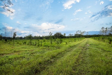 Timber Tract - Alachua Florida- Alachua County Florida - image 13