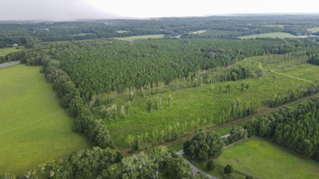 Timber Tract - Alachua Florida- Alachua County Florida - image 4