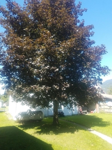 Large Home In Noxon Montana For Sale - image 14