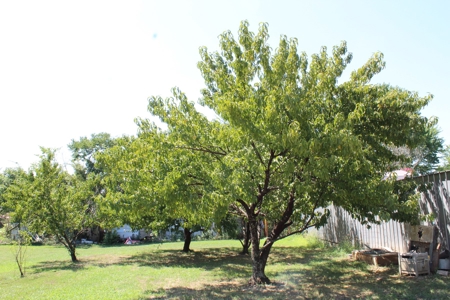 Country Home near Bull Shoals Lake in Protem, MO - image 40