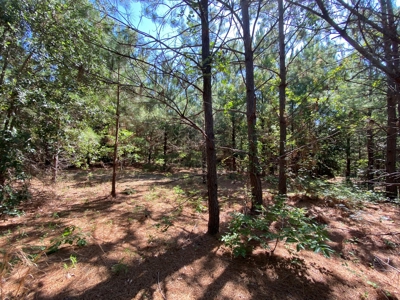 Hunting and Timber Land For Sale in Harleton, Texas - image 5