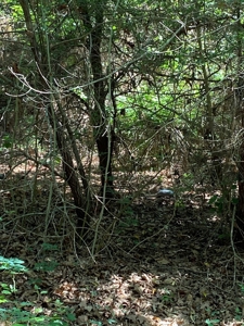 Hunting and Timber Land For Sale in Harleton, Texas - image 6