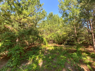 Hunting and Timber Land For Sale in Harleton, Texas - image 3