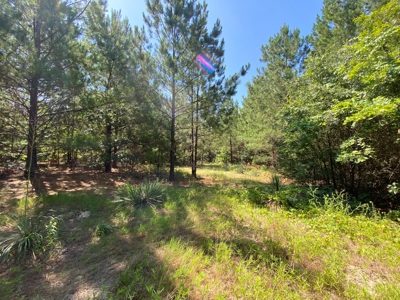 Hunting and Timber Land For Sale in Harleton, Texas - image 8
