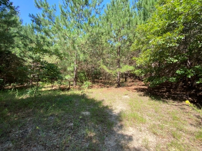 Hunting and Timber Land For Sale in Harleton, Texas - image 7