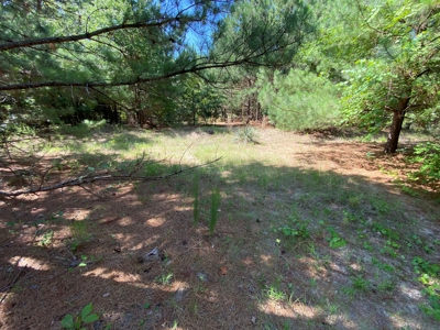 Hunting and Timber Land For Sale in Harleton, Texas - image 4