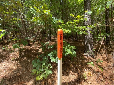 Harrison County Country Homesite For Sale, Harleton, Texas - image 15