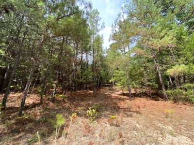 Harrison County Country Homesite For Sale, Harleton, Texas - image 13