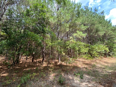Harrison County Country Homesite For Sale, Harleton, Texas - image 16