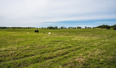 Pasture and Farm land with Creek in Central-East Texas - image 4
