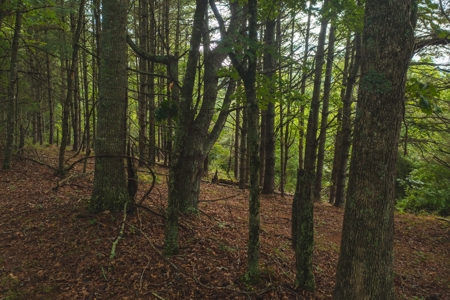 Land for Sale in Riner VA! - image 18
