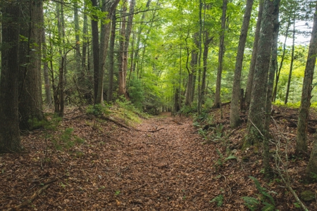 Land for Sale in Riner VA! - image 12