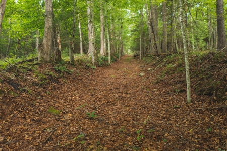 Land for Sale in Riner VA! - image 13