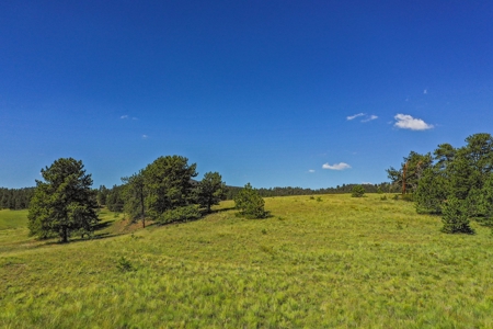 Colorado Mountain Horse Property - image 10