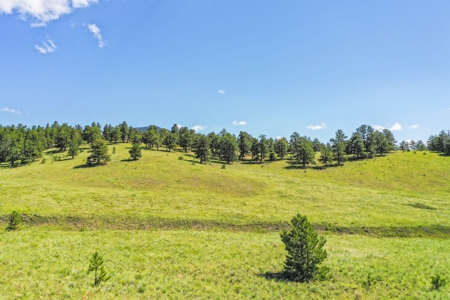 Colorado Mountain Horse Property - image 14