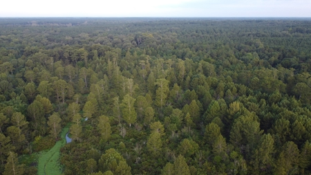 Dorcheat 280 Acres for Sale Webster Parish, LA - image 6